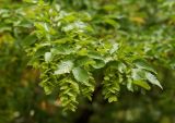 Carpinus orientalis