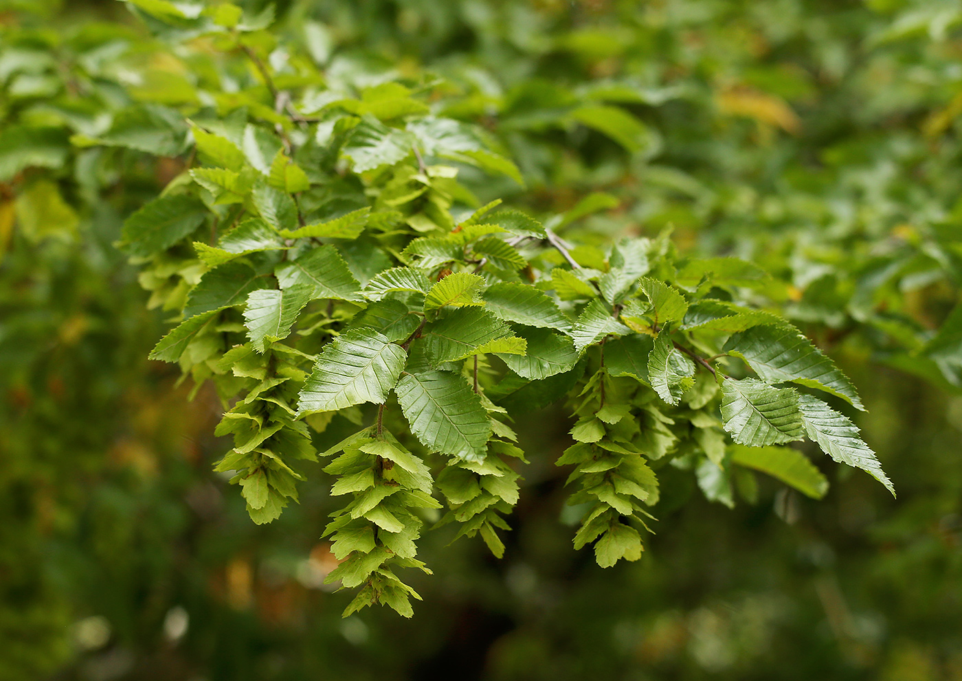 Изображение особи Carpinus orientalis.