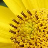 Heliopsis helianthoides ssp. scabra