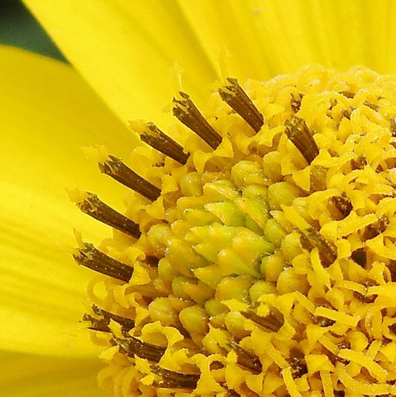 Image of Heliopsis helianthoides ssp. scabra specimen.