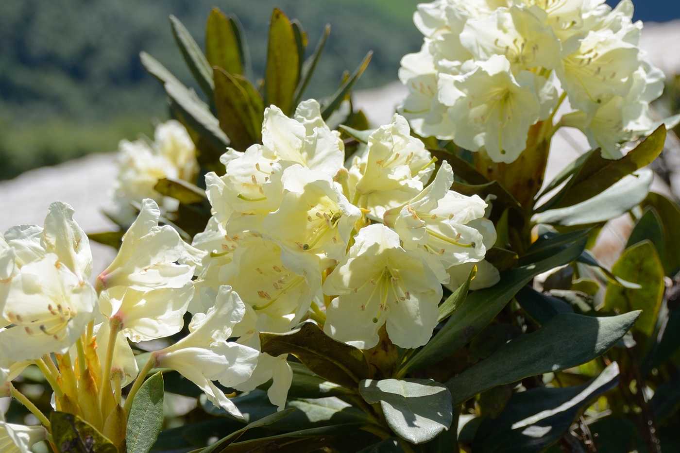 Изображение особи Rhododendron caucasicum.