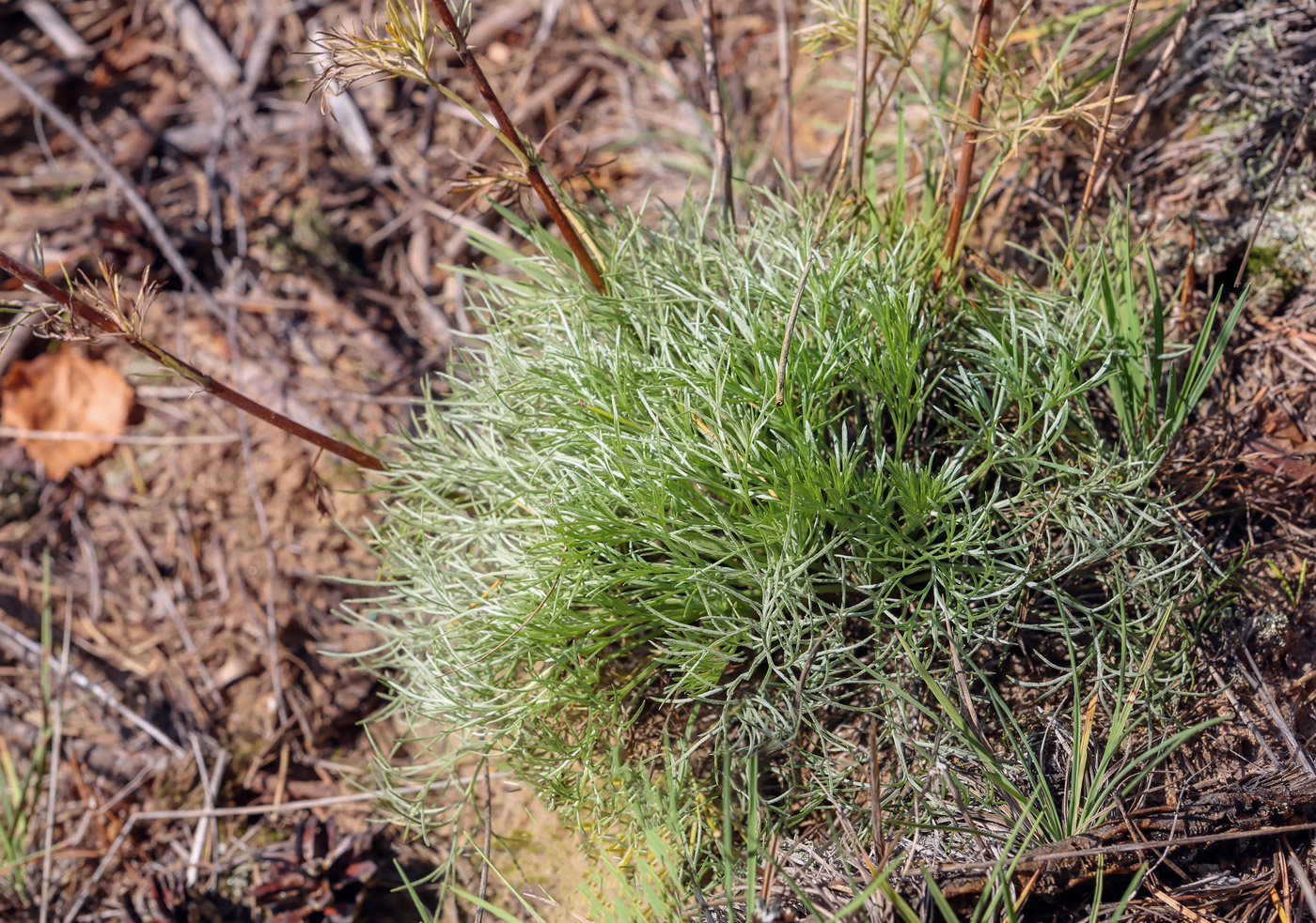 Изображение особи Artemisia campestris.