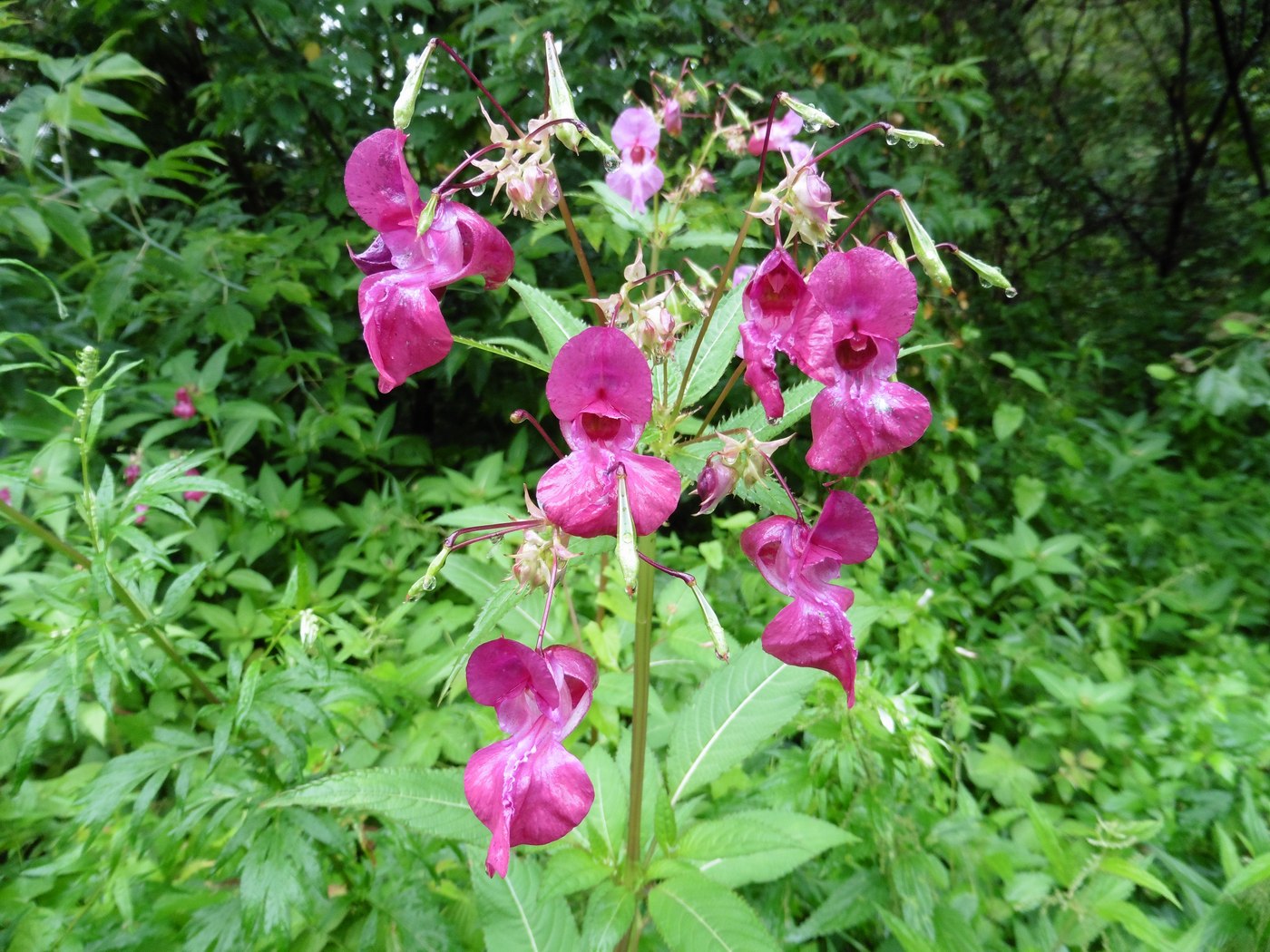 Image of Impatiens glandulifera specimen.