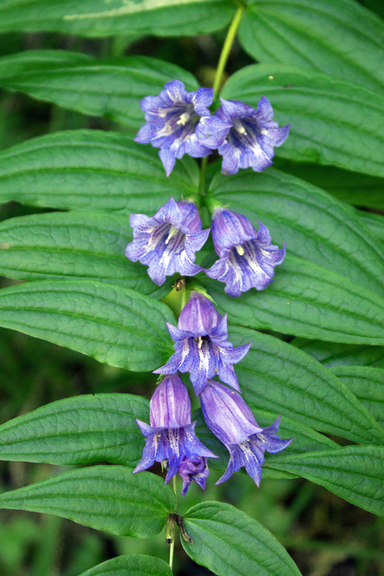 Image of Gentiana asclepiadea specimen.