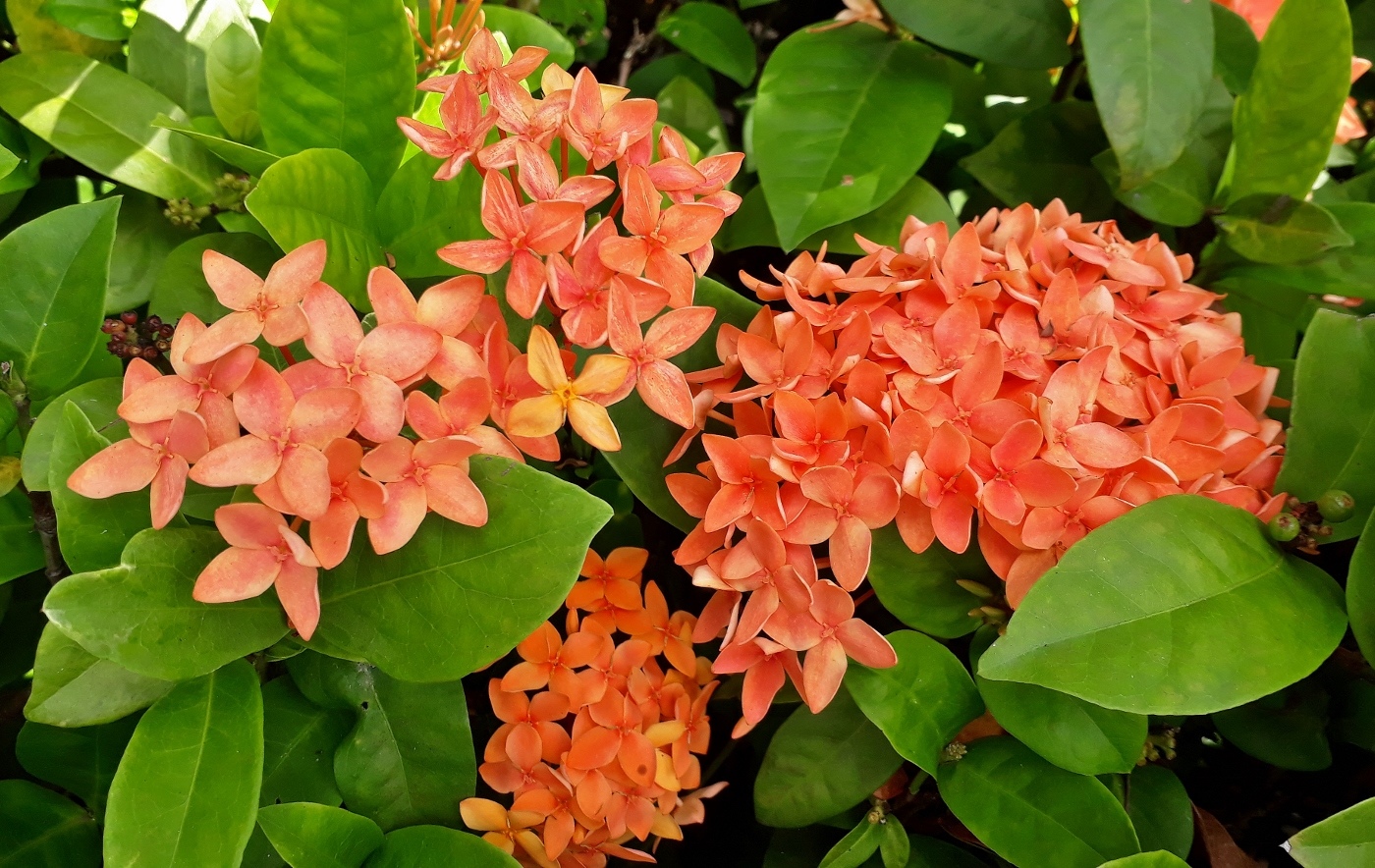 Изображение особи Ixora coccinea.