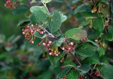 Cotoneaster melanocarpus