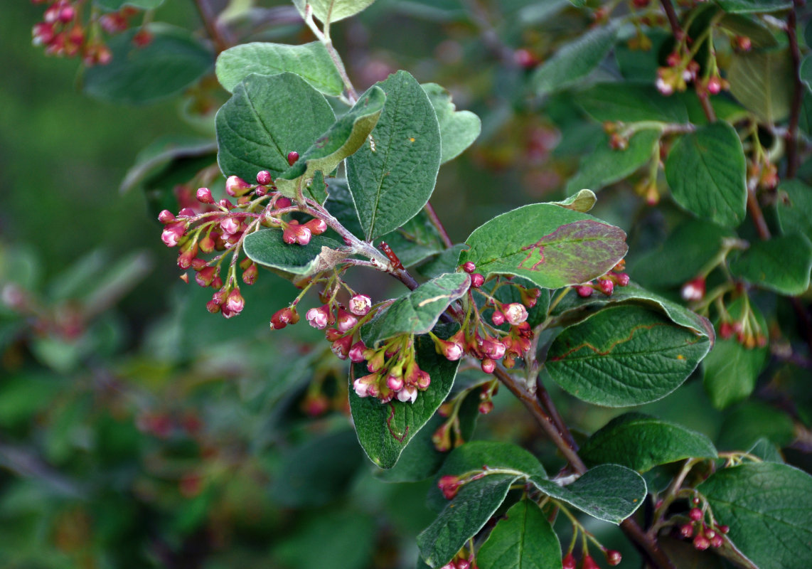 Image of Cotoneaster melanocarpus specimen.