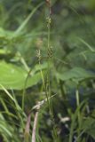 Carex sachalinensis