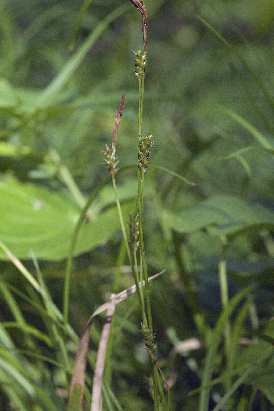 Image of Carex sachalinensis specimen.