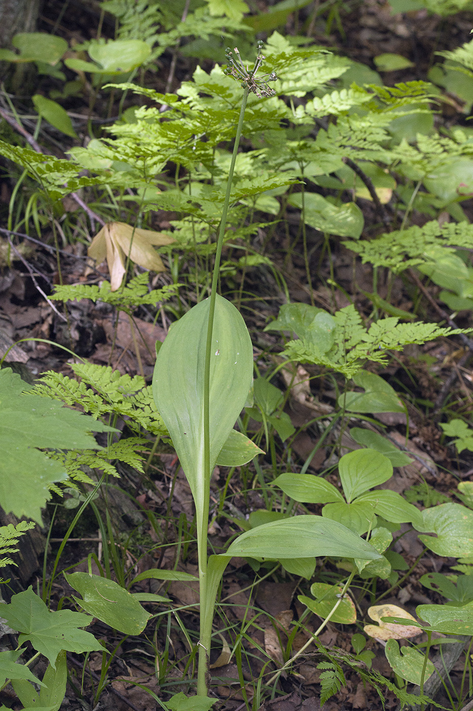 Image of Allium ochotense specimen.