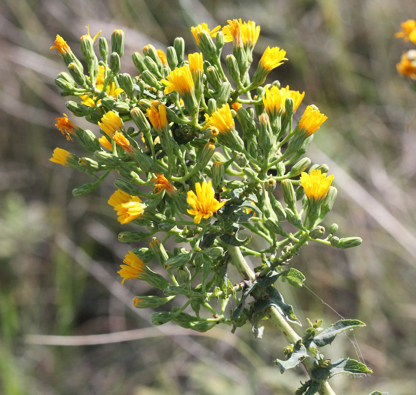 Image of Hieracium robustum specimen.