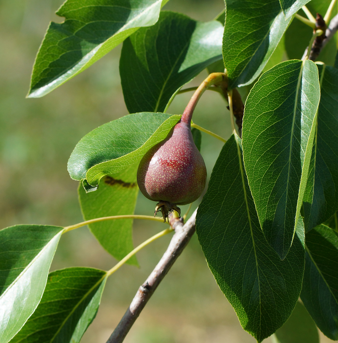 Изображение особи Pyrus communis.