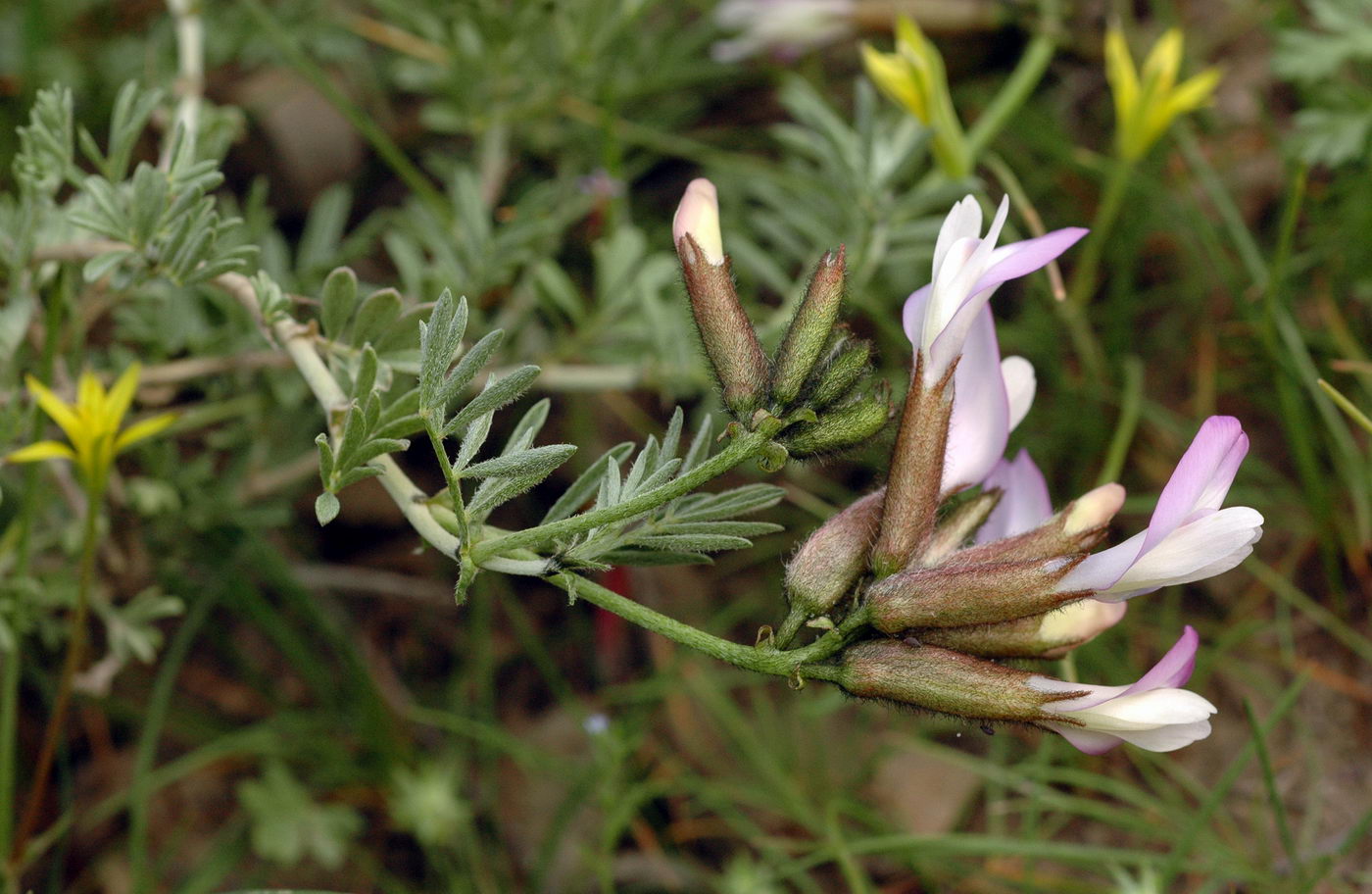 Изображение особи Astragalus arcuatus.