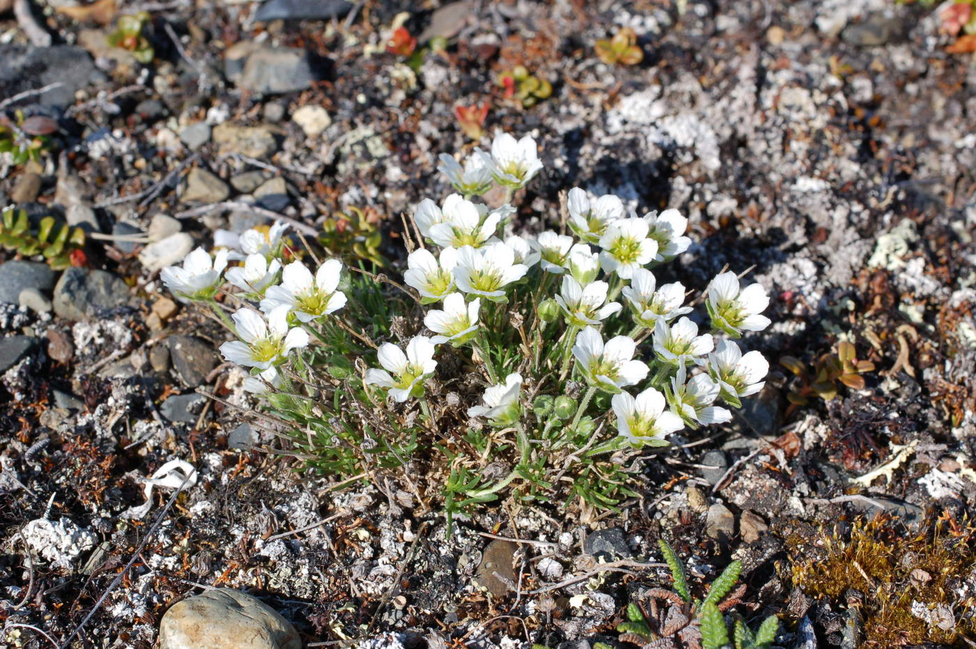 Изображение особи Minuartia macrocarpa.