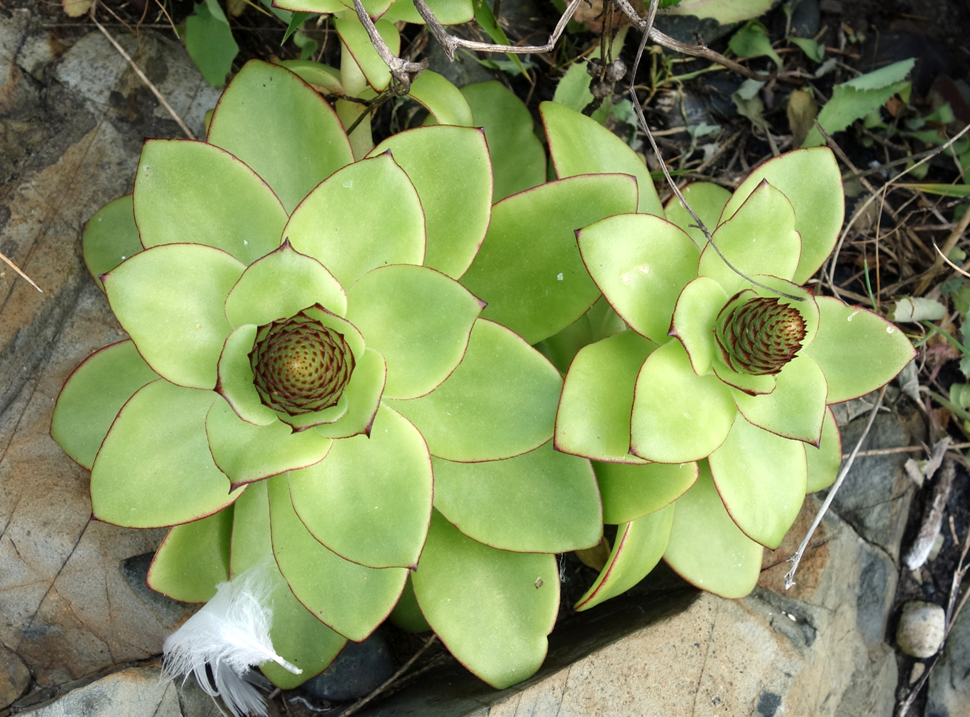 Image of Orostachys maximowiczii specimen.