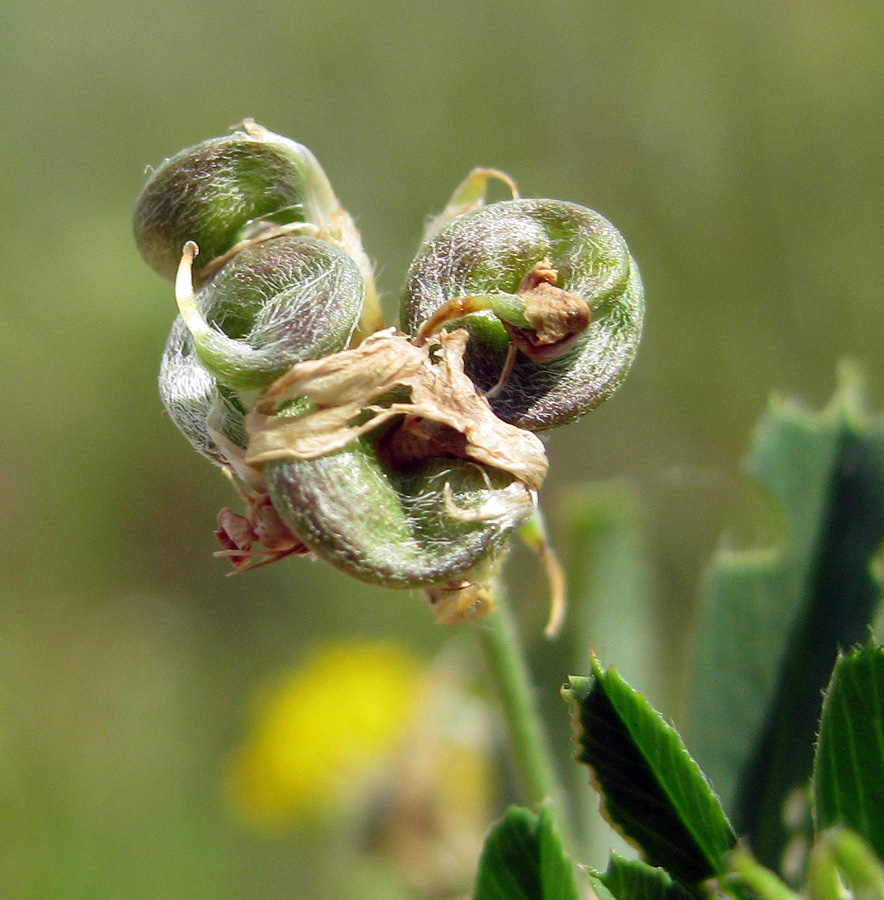 Изображение особи Medicago sativa.