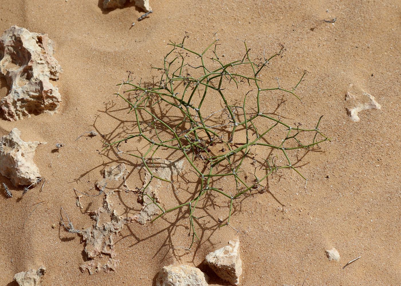 Image of Deverra tortuosa specimen.