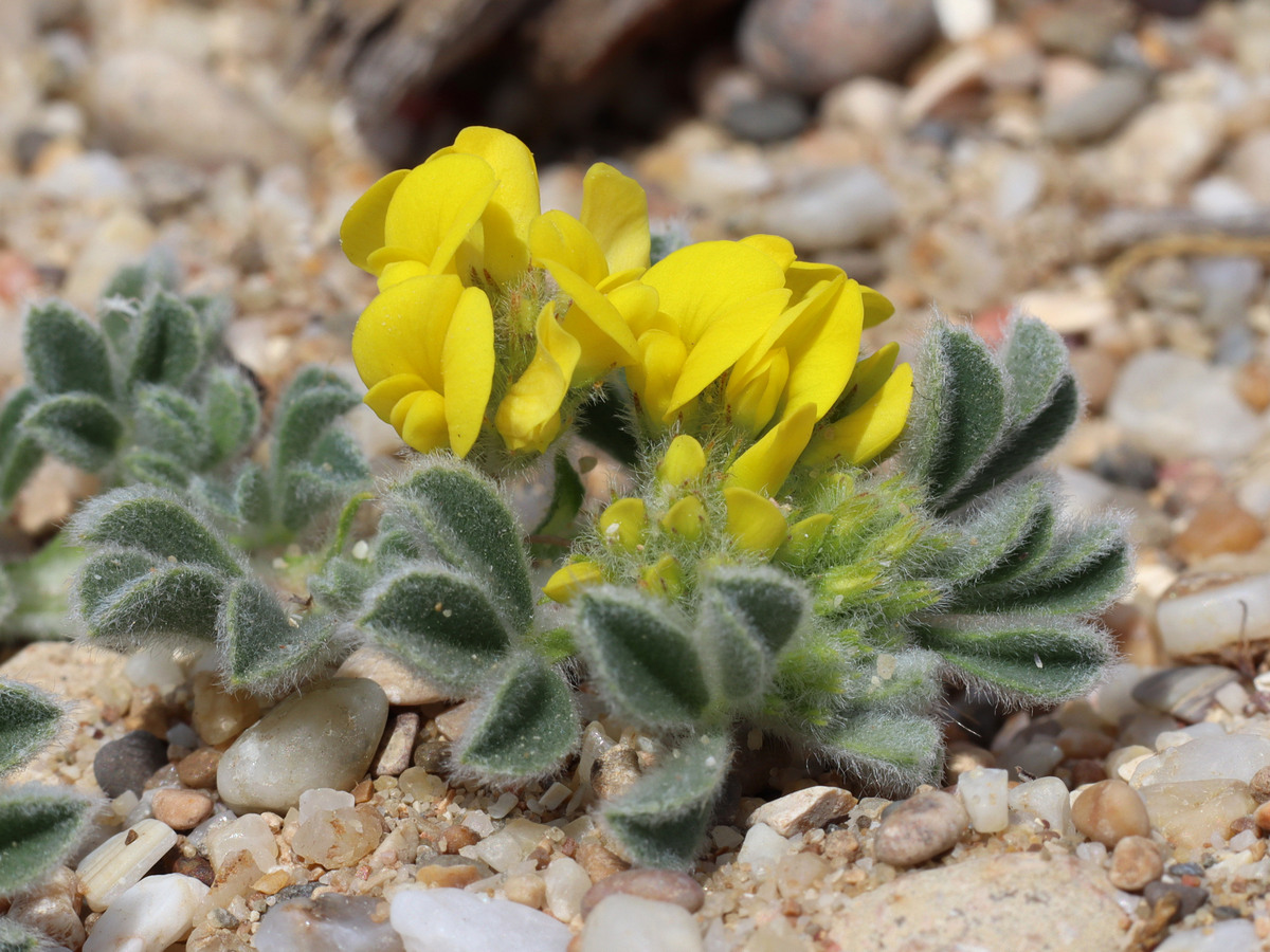 Image of Medicago marina specimen.