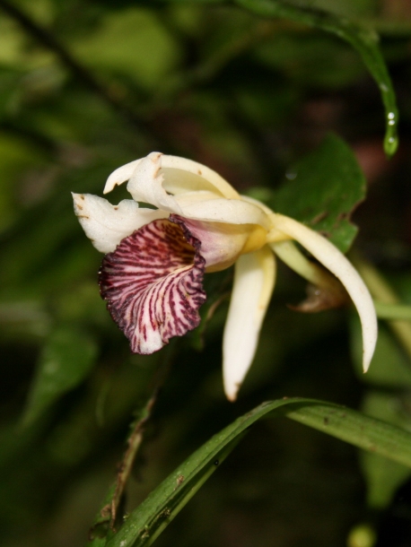 Image of Stenotyla picta specimen.