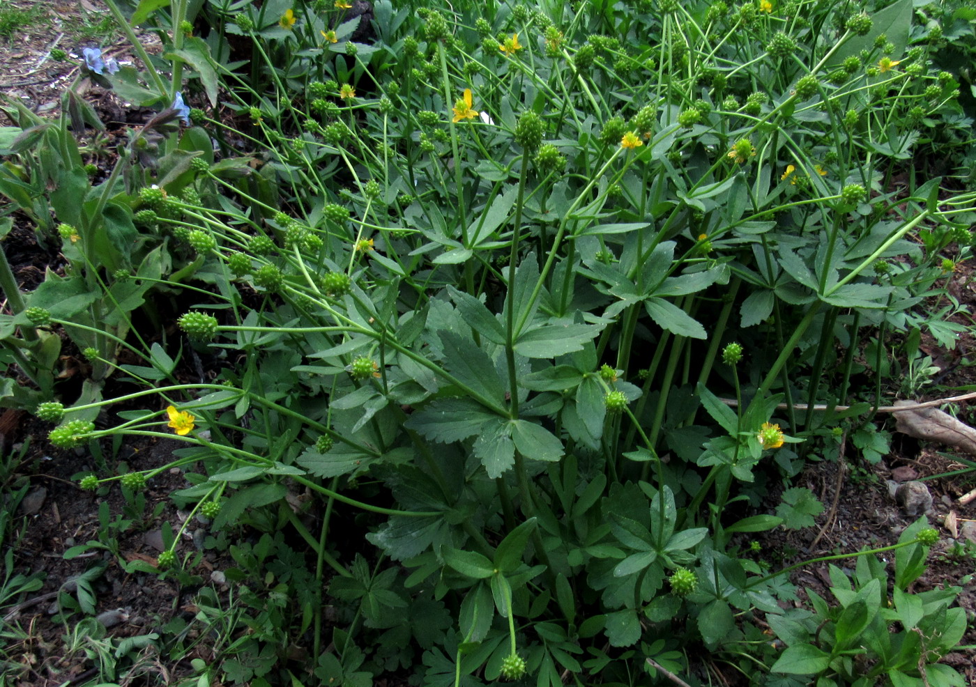 Изображение особи Ranunculus sobakus.