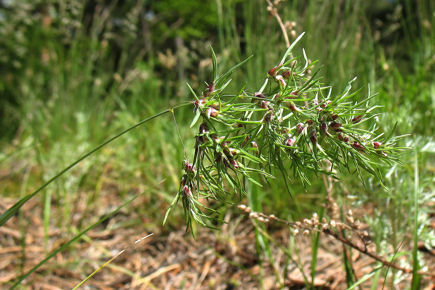 Image of Poa bulbosa ssp. vivipara specimen.