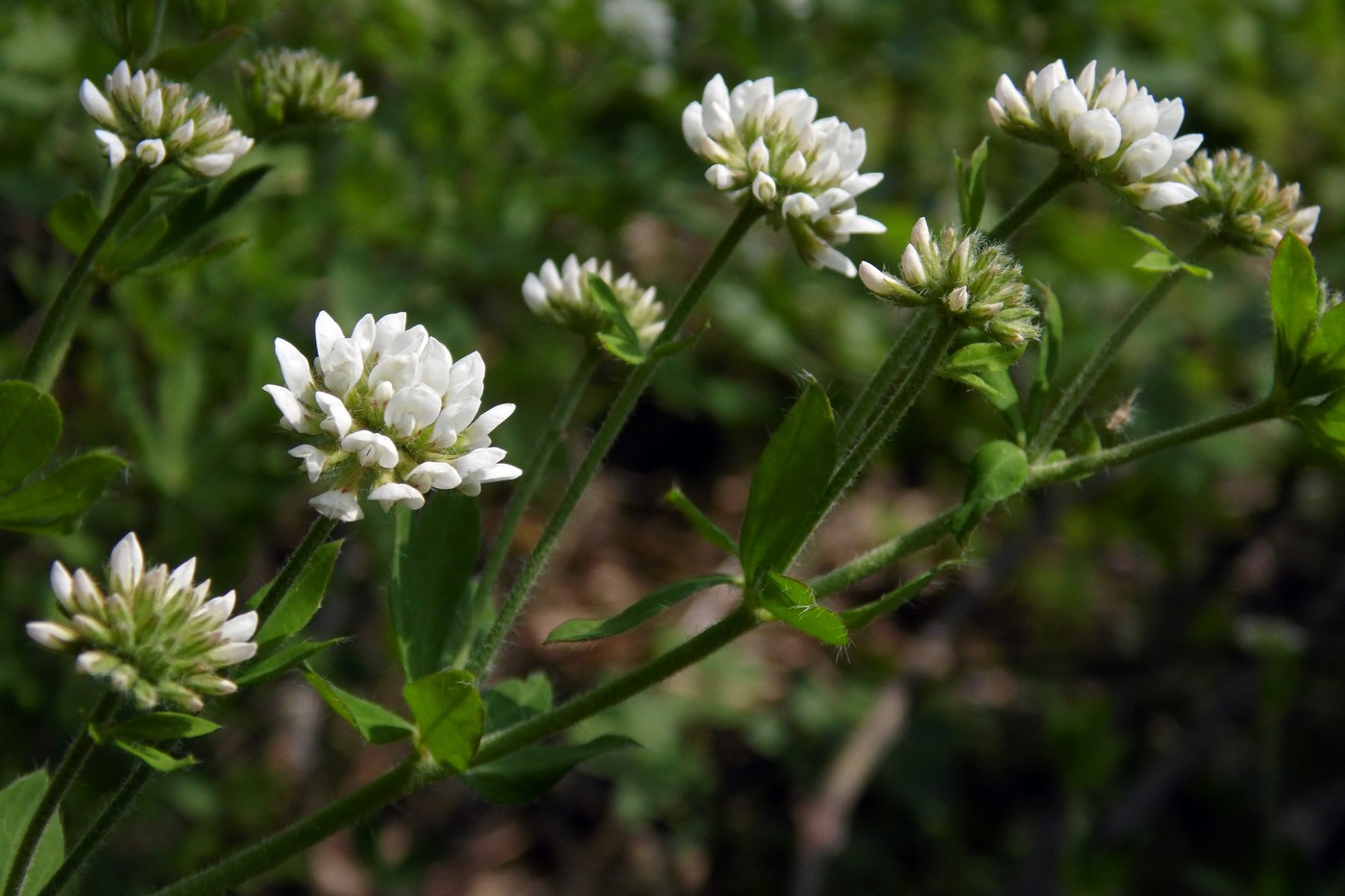 Изображение особи Dorycnium herbaceum.