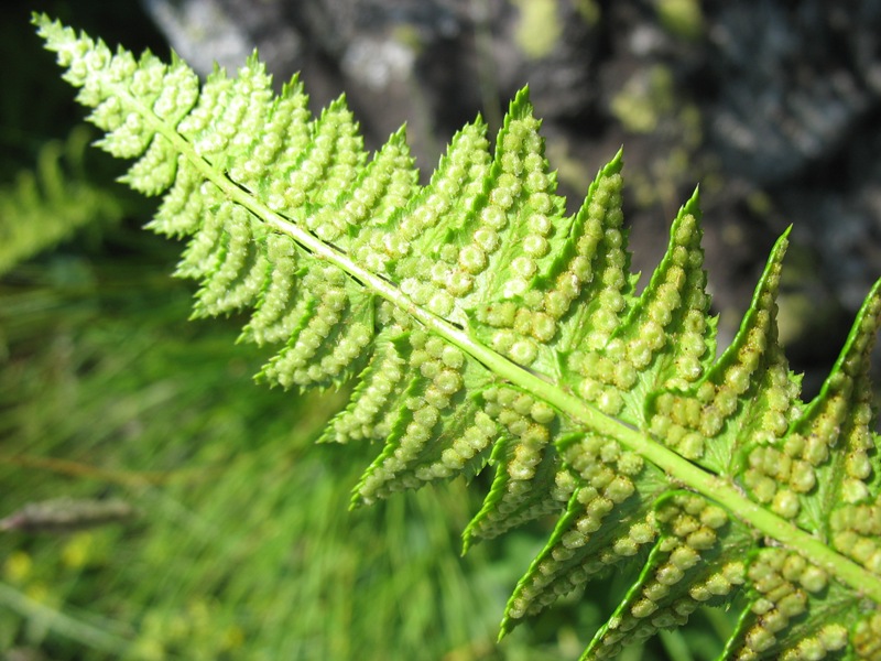 Изображение особи Polystichum lonchitis.