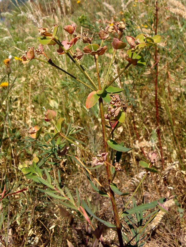 Изображение особи Euphorbia esula.