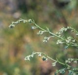 Artemisia frigida. Верхушка побега с соцветиями в бутонах. Пермский край, Кунгурский р-н, окр. с. Филипповка, гора Ледяная, крутой склон, обнажения гипса. 18.07.2020.