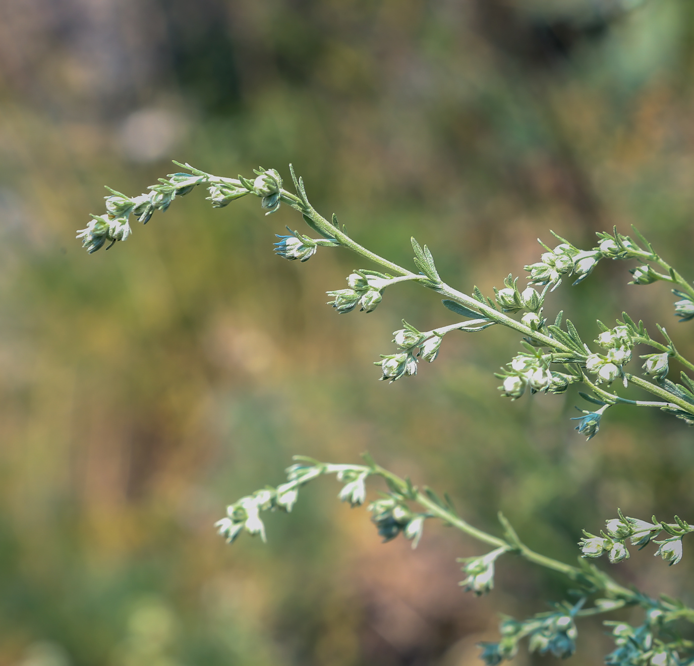 Image of Artemisia frigida specimen.