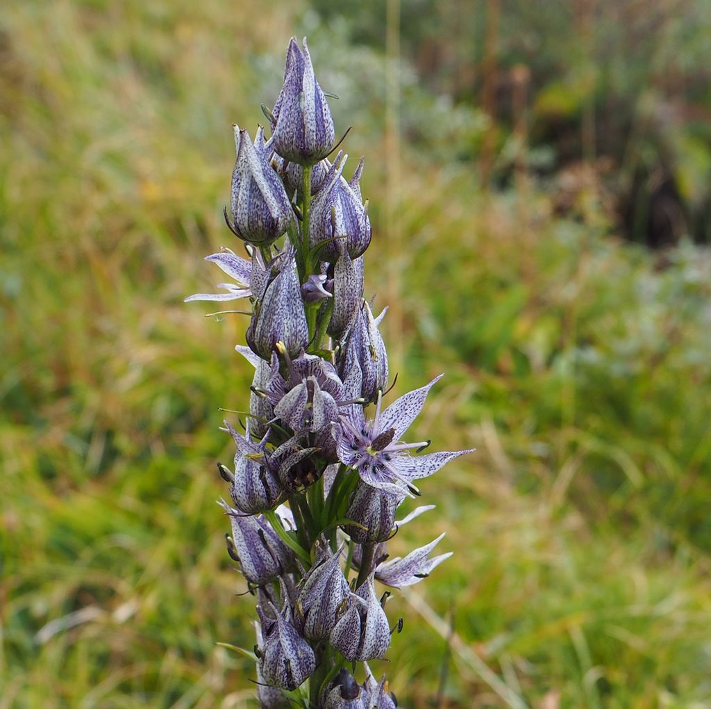 Image of Swertia iberica specimen.