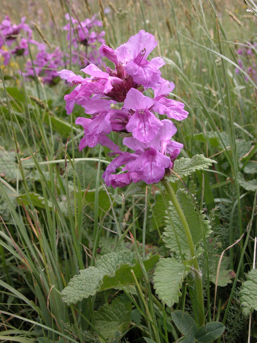 Image of Betonica macrantha specimen.