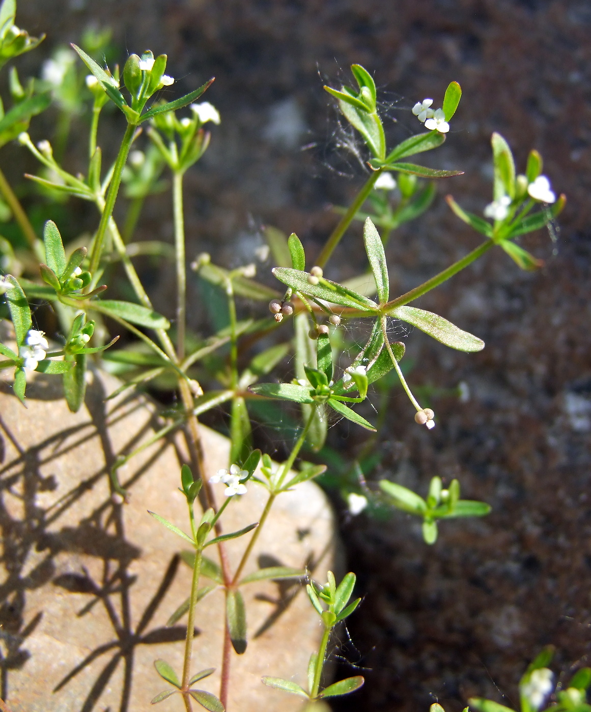 Изображение особи Galium trifidum.