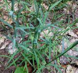 род Dianthus