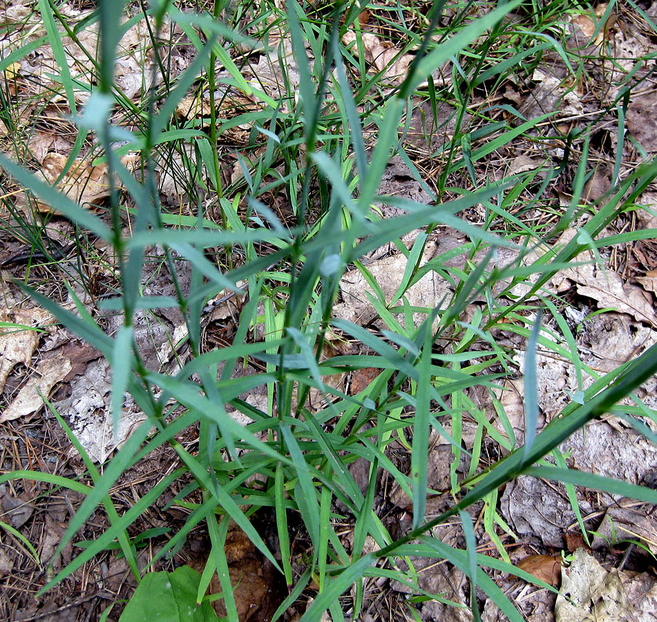 Image of genus Dianthus specimen.