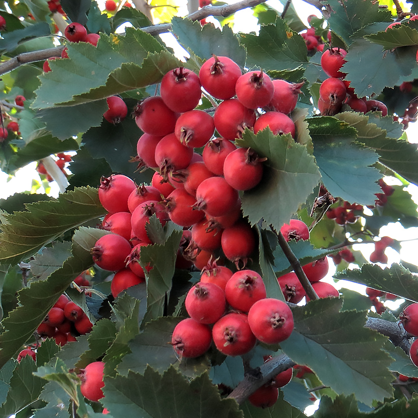 Изображение особи Crataegus submollis.