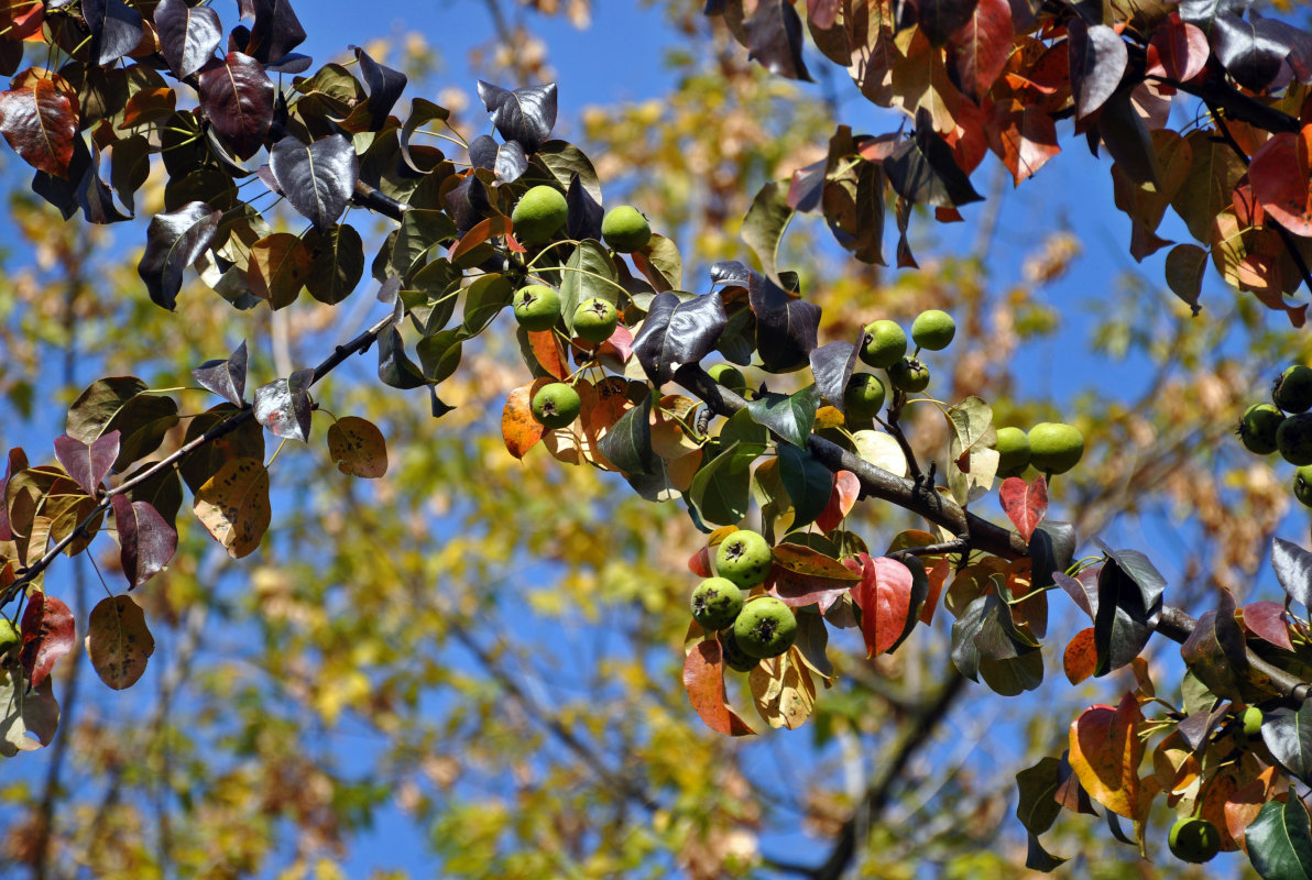 Изображение особи Pyrus communis.