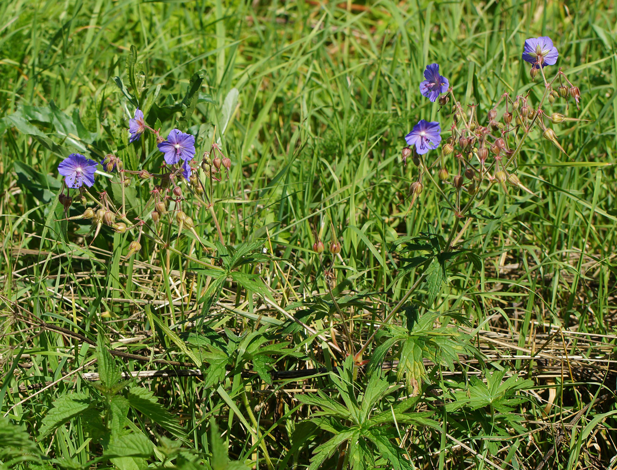 Изображение особи Geranium pratense.