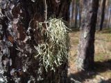 род Evernia