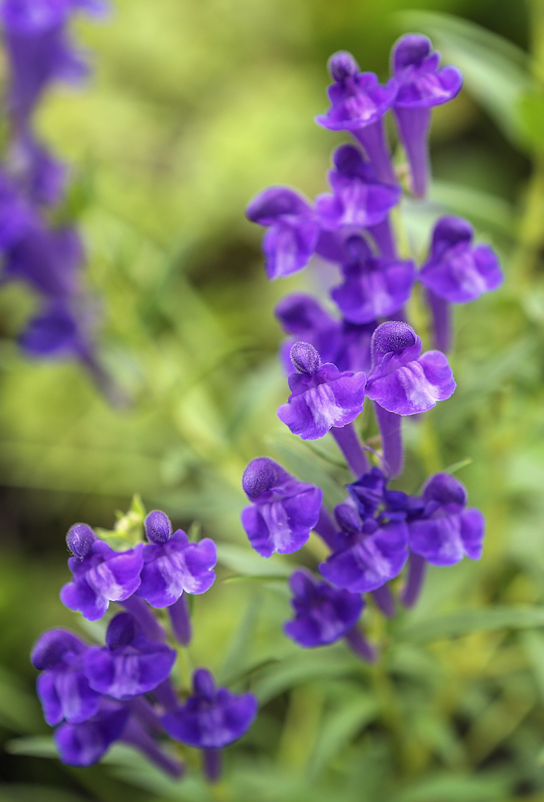 Image of genus Scutellaria specimen.