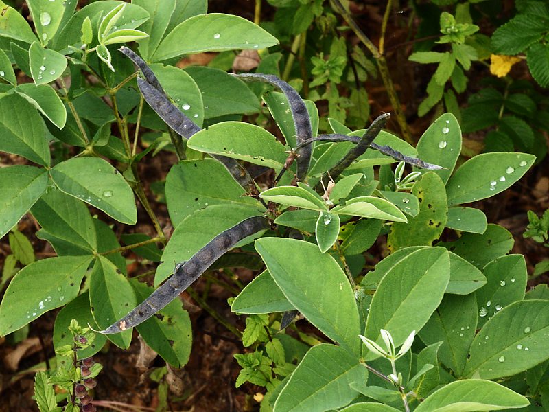 Image of Thermopsis lupinoides specimen.