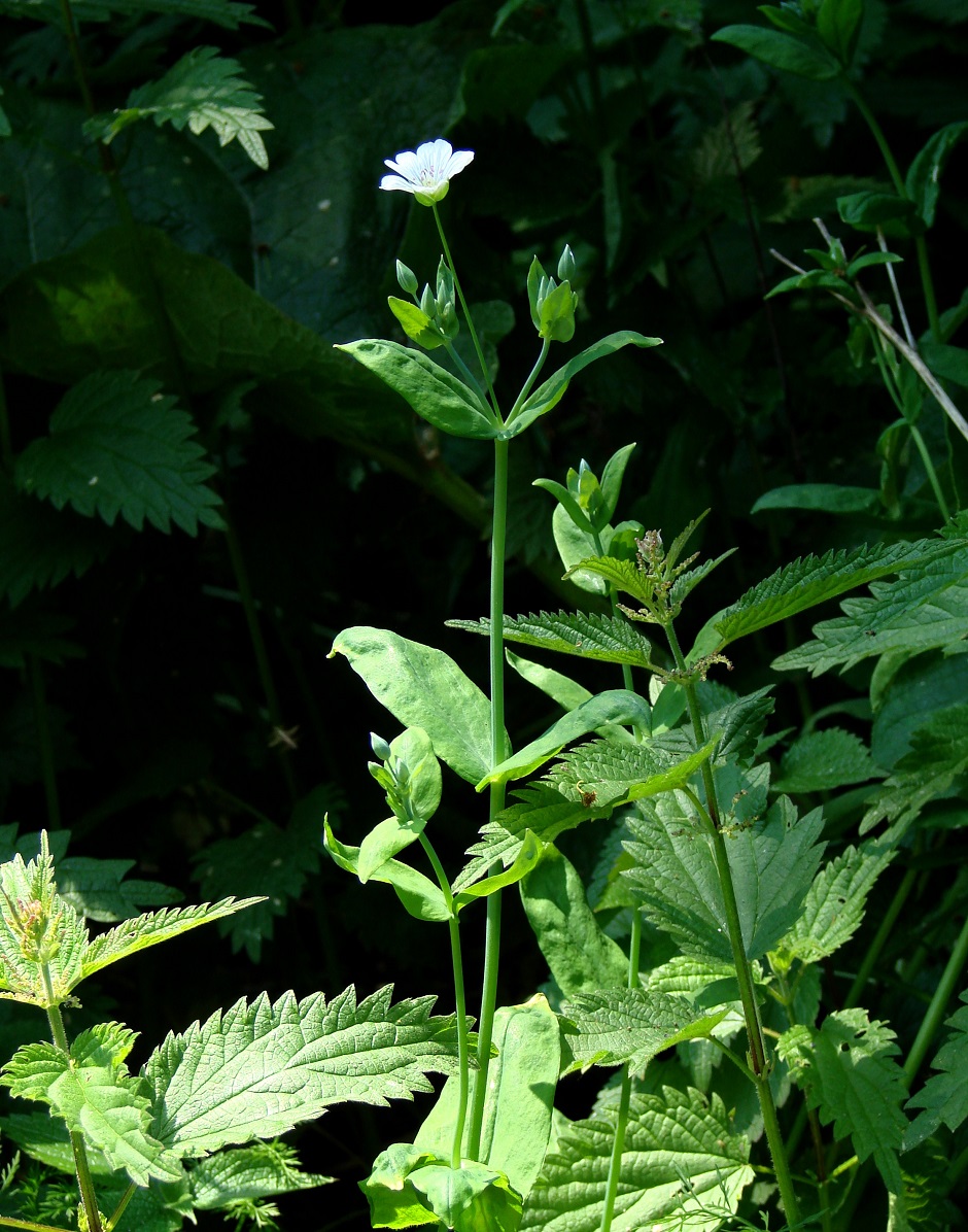 Image of Cerastium davuricum specimen.