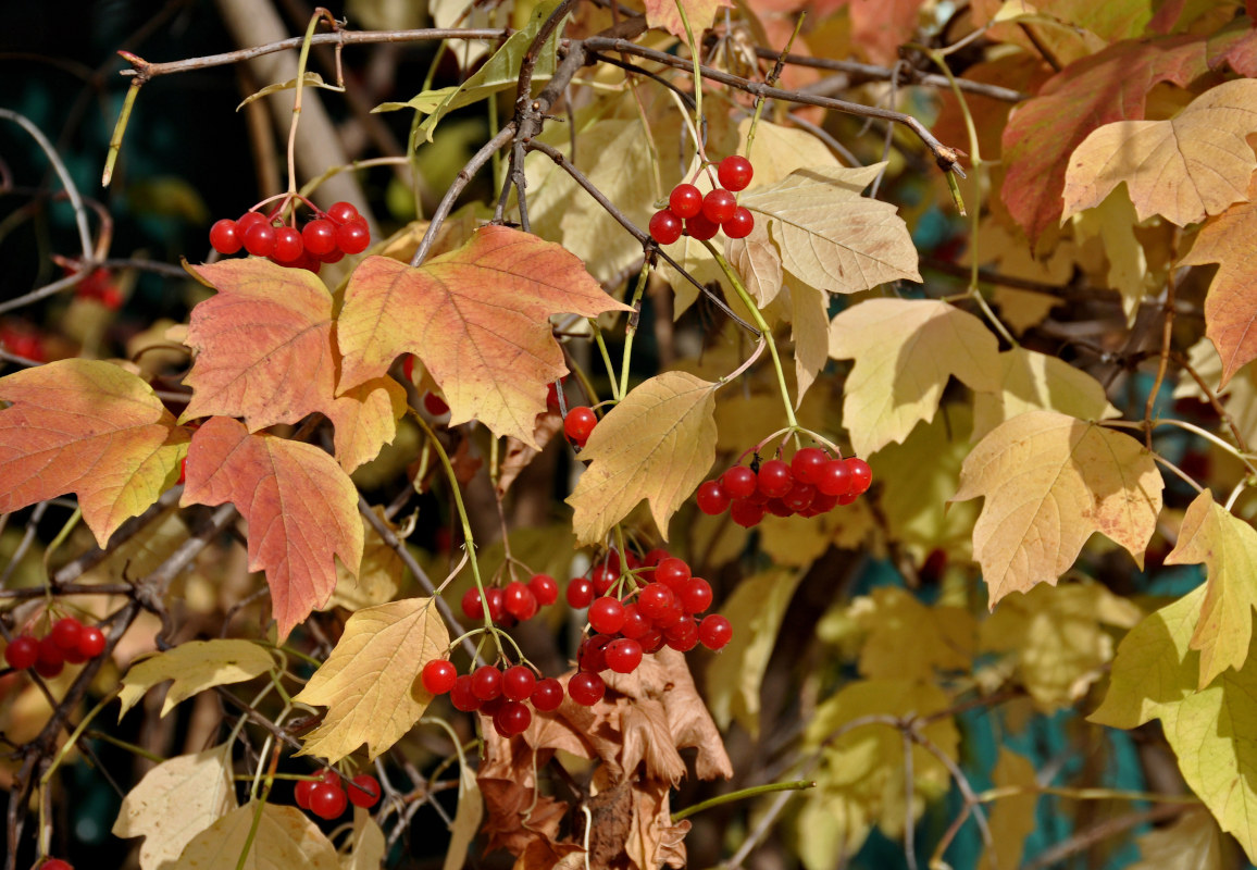 Image of Viburnum opulus specimen.