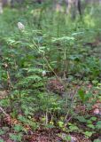 Actaea spicata