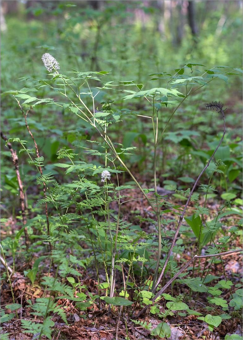 Изображение особи Actaea spicata.