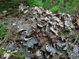 Peltigera horizontalis