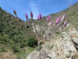 Allium iliense ssp. nuratense