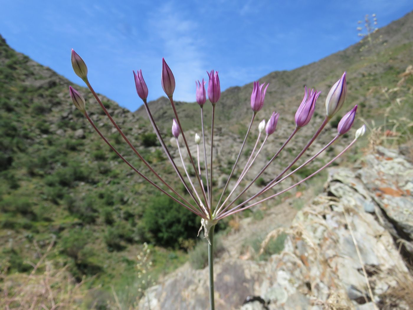 Image of Allium iliense ssp. nuratense specimen.