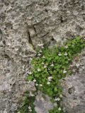 Cymbalaria acutiloba subspecies dodekanesi. Цветущие растения в скальной расщелине. Греция, о. Родос, окр. монастыря Панагия Цамбика. 5 мая 2011 г.