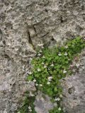 Cymbalaria acutiloba подвид dodekanesi. Цветущие растения в скальной расщелине. Греция, о. Родос, окр. монастыря Панагия Цамбика. 5 мая 2011 г.